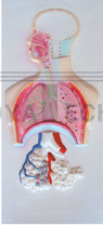 The relief model of respiratory system